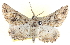  ( - BIOUG04229-D01)  @13 [ ] CreativeCommons - Attribution (2012) CBG Photography Group Centre for Biodiversity Genomics