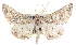  ( - BIOUG04229-D03)  @13 [ ] CreativeCommons - Attribution (2012) CBG Photography Group Centre for Biodiversity Genomics