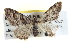  ( - BIOUG04229-E06)  @14 [ ] CreativeCommons - Attribution (2012) CBG Photography Group Centre for Biodiversity Genomics