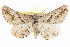  ( - BIOUG04229-F01)  @14 [ ] CreativeCommons - Attribution (2012) CBG Photography Group Centre for Biodiversity Genomics