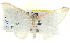  (Poecilasthena pulchraria - BIOUG04229-G09)  @15 [ ] CreativeCommons - Attribution (2012) CBG Photography Group Centre for Biodiversity Genomics