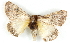  ( - BIOUG04230-A01)  @12 [ ] CreativeCommons - Attribution (2013) CBG Photography Group Centre for Biodiversity Genomics