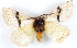  ( - BIOUG04230-A05)  @13 [ ] CreativeCommons - Attribution (2013) CBG Photography Group Centre for Biodiversity Genomics