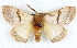  ( - BIOUG04230-A07)  @13 [ ] CreativeCommons - Attribution (2013) CBG Photography Group Centre for Biodiversity Genomics