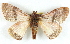  ( - BIOUG04230-A08)  @12 [ ] CreativeCommons - Attribution (2013) CBG Photography Group Centre for Biodiversity Genomics