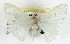  ( - BIOUG04230-C06)  @13 [ ] CreativeCommons - Attribution (2013) CBG Photography Group Centre for Biodiversity Genomics