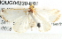  ( - BIOUG04230-E01)  @13 [ ] CreativeCommons - Attribution (2013) CBG Photography Group Centre for Biodiversity Genomics