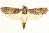  (Endoxyla duponchelii - BIOUG04230-F06)  @15 [ ] CreativeCommons - Attribution (2013) CBG Photography Group Centre for Biodiversity Genomics