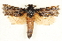  ( - BIOUG04230-F10)  @14 [ ] CreativeCommons - Attribution (2013) CBG Photography Group Centre for Biodiversity Genomics