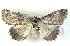  ( - BIOUG04371-B12)  @13 [ ] CreativeCommons - Attribution (2013) CBG Photography Group Centre for Biodiversity Genomics