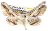  ( - BIOUG04371-C03)  @13 [ ] CreativeCommons - Attribution (2013) CBG Photography Group Centre for Biodiversity Genomics