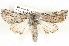  ( - BIOUG04371-D10)  @11 [ ] CreativeCommons - Attribution (2013) CBG Photography Group Centre for Biodiversity Genomics