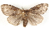  ( - BIOUG04371-H03)  @14 [ ] CreativeCommons - Attribution (2013) CBG Photography Group Centre for Biodiversity Genomics
