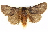  (Ochrogaster - BIOUG04372-A10)  @15 [ ] CreativeCommons - Attribution (2013) CBG Photography Group Centre for Biodiversity Genomics