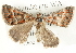  ( - BIOUG04372-D05)  @13 [ ] CreativeCommons - Attribution (2013) CBG Photography Group Centre for Biodiversity Genomics