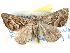  ( - BIOUG04372-D12)  @13 [ ] CreativeCommons - Attribution (2013) CBG Photography Group Centre for Biodiversity Genomics