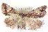 ( - BIOUG04471-B04)  @13 [ ] CreativeCommons - Attribution (2013) CBG Photography Group Centre for Biodiversity Genomics