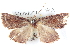  ( - BIOUG04471-C04)  @12 [ ] CreativeCommons - Attribution (2013) CBG Photography Group Centre for Biodiversity Genomics