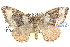  (Chrysolarentia imperviata - BIOUG04471-E01)  @15 [ ] CreativeCommons - Attribution (2013) CBG Photography Group Centre for Biodiversity Genomics