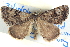  ( - BIOUG04471-E02)  @14 [ ] CreativeCommons - Attribution (2013) CBG Photography Group Centre for Biodiversity Genomics