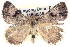  ( - BIOUG04471-F03)  @15 [ ] CreativeCommons - Attribution (2013) CBG Photography Group Centre for Biodiversity Genomics