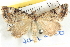  ( - BIOUG04471-G09)  @14 [ ] CreativeCommons - Attribution (2013) CBG Photography Group Centre for Biodiversity Genomics
