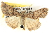  ( - BIOUG04471-G10)  @13 [ ] CreativeCommons - Attribution (2013) CBG Photography Group Centre for Biodiversity Genomics