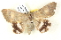  ( - BIOUG04497-B02)  @12 [ ] CreativeCommons - Attribution (2013) CBG Photography Group Centre for Biodiversity Genomics