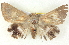  ( - BIOUG04497-B04)  @13 [ ] CreativeCommons - Attribution (2013) CBG Photography Group Centre for Biodiversity Genomics