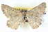  ( - BIOUG04497-C05)  @13 [ ] CreativeCommons - Attribution (2013) CBG Photography Group Centre for Biodiversity Genomics