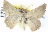  ( - BIOUG04497-C06)  @14 [ ] CreativeCommons - Attribution (2013) CBG Photography Group Centre for Biodiversity Genomics
