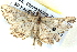  ( - BIOUG04497-C12)  @12 [ ] CreativeCommons - Attribution (2013) CBG Photography Group Centre for Biodiversity Genomics