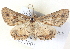  ( - BIOUG04497-D02)  @13 [ ] CreativeCommons - Attribution (2013) CBG Photography Group Centre for Biodiversity Genomics