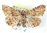  ( - BIOUG04497-D06)  @14 [ ] CreativeCommons - Attribution (2013) CBG Photography Group Centre for Biodiversity Genomics