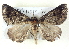  ( - BIOUG04497-D08)  @13 [ ] CreativeCommons - Attribution (2013) CBG Photography Group Centre for Biodiversity Genomics