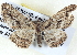  ( - BIOUG04497-D10)  @13 [ ] CreativeCommons - Attribution (2013) CBG Photography Group Centre for Biodiversity Genomics