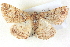  ( - BIOUG04497-D11)  @13 [ ] CreativeCommons - Attribution (2013) CBG Photography Group Centre for Biodiversity Genomics