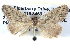  ( - BIOUG04497-E01)  @12 [ ] CreativeCommons - Attribution (2013) CBG Photography Group Centre for Biodiversity Genomics