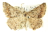  ( - BIOUG04511-B01)  @15 [ ] CreativeCommons - Attribution (2013) CBG Photography Group Centre for Biodiversity Genomics
