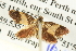  ( - BIOUG04512-G03)  @12 [ ] CreativeCommons - Attribution (2013) CBG Photography Group Centre for Biodiversity Genomics