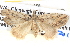  ( - BIOUG04521-A05)  @13 [ ] CreativeCommons - Attribution (2013) CBG Photography Group Centre for Biodiversity Genomics