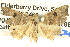  ( - BIOUG04521-B01)  @14 [ ] CreativeCommons - Attribution (2013) CBG Photography Group Centre for Biodiversity Genomics