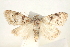  ( - BIOUG04521-D04)  @13 [ ] CreativeCommons - Attribution (2013) CBG Photography Group Centre for Biodiversity Genomics