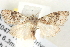  ( - BIOUG04521-D05)  @14 [ ] CreativeCommons - Attribution (2013) CBG Photography Group Centre for Biodiversity Genomics
