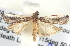  ( - BIOUG04521-D09)  @13 [ ] CreativeCommons - Attribution (2013) CBG Photography Group Centre for Biodiversity Genomics