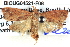  ( - BIOUG04521-F08)  @13 [ ] CreativeCommons - Attribution (2013) CBG Photography Group Centre for Biodiversity Genomics