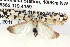  ( - BIOUG04521-G07)  @14 [ ] CreativeCommons - Attribution (2013) CBG Photography Group Centre for Biodiversity Genomics