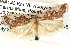  ( - BIOUG04521-H01)  @12 [ ] CreativeCommons - Attribution (2013) CBG Photography Group Centre for Biodiversity Genomics