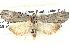  ( - BIOUG04521-H02)  @14 [ ] CreativeCommons - Attribution (2013) CBG Photography Group Centre for Biodiversity Genomics