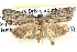  ( - BIOUG04521-H04)  @14 [ ] CreativeCommons - Attribution (2013) CBG Photography Group Centre for Biodiversity Genomics